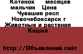 Котенок 2.5 месяцев мальчик › Цена ­ 5 - Чувашия респ., Новочебоксарск г. Животные и растения » Кошки   